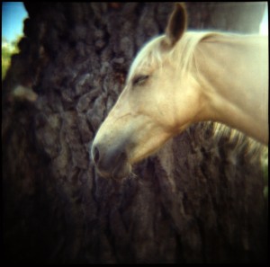 Soft Focus Horsey