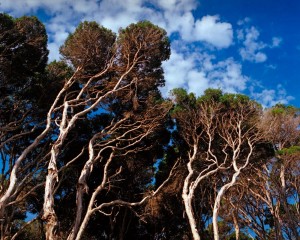 Tea Trees